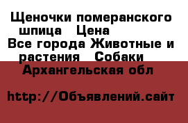 Щеночки померанского шпица › Цена ­ 25 000 - Все города Животные и растения » Собаки   . Архангельская обл.